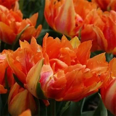 Тюльпан Willem Van Oranje фото