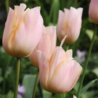 Тюльпан Apricot Beauty 30 шт/уп фото