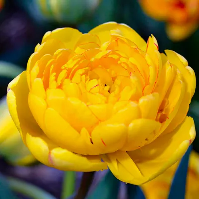 Тюльпан Yellow Pomponette (Брендовые луковицы Jub Holland) фото