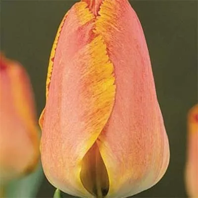 Тюльпан Fringed Solstice фото