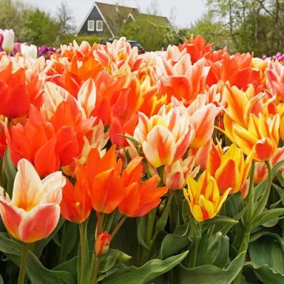 Тюльпан Fun Colors 20 шт/уп фото