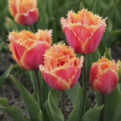 Тюльпан Brisbane фото