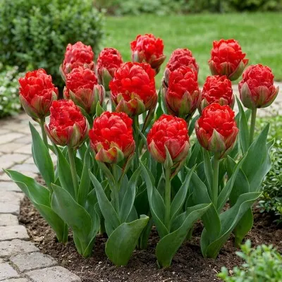 Тюльпан Ice Cream Strawberry фото