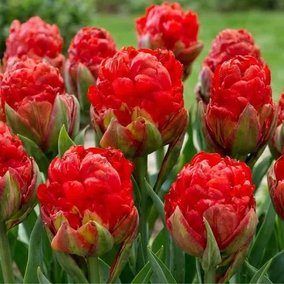 Тюльпан Ice Cream Strawberry фото