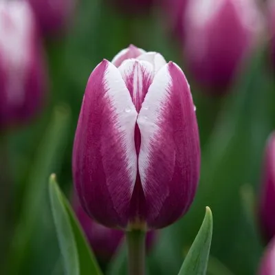 Тюльпан Libirje фото