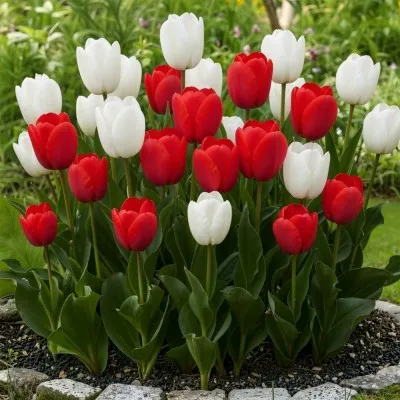 Микс тюльпанов Red and White (20 луковиц) фото