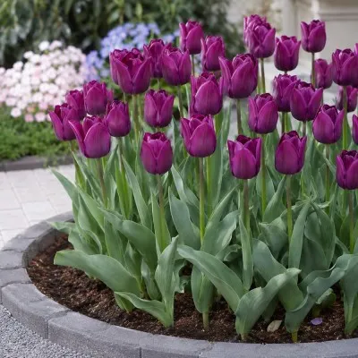 Тюльпан Purple Dwarf фото