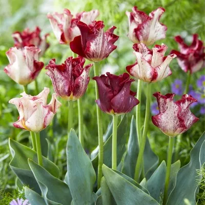 Тюльпан Striped Crown фото