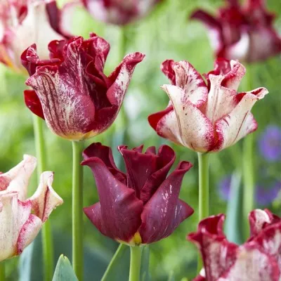 Тюльпан Striped Crown фото