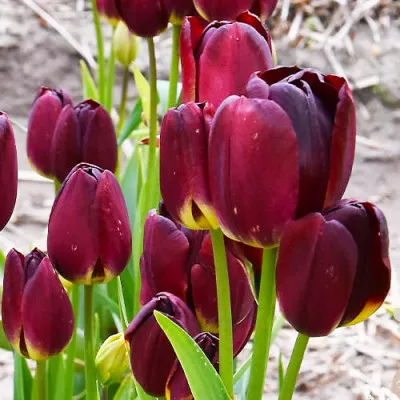 Тюльпан Wallflower фото