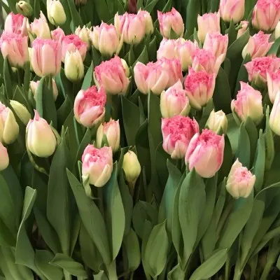 Тюльпан Love Crystal фото