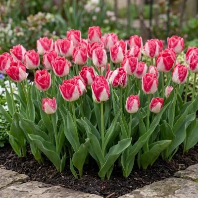 Тюльпан Pink Delight фото