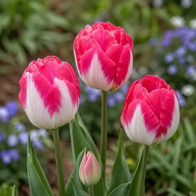 Тюльпан Pink Delight фото