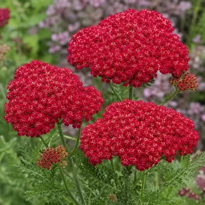 Тысячелистник Pomegranate фото