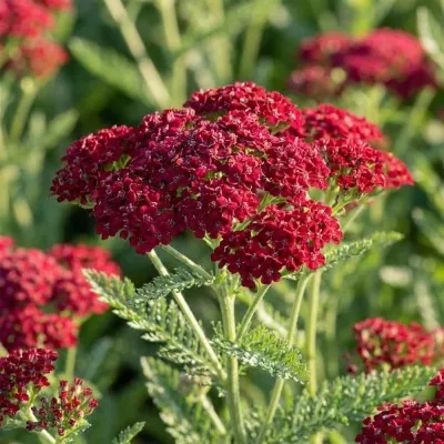 Тысячелистник Pomegranate фото