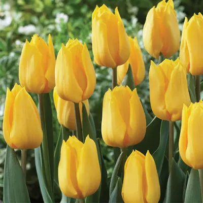 Тюльпан Yellow Flair фото
