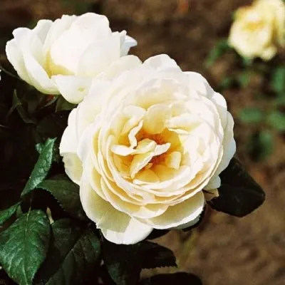 Роза плетистая Uetersener Klosterrose фото
