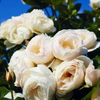 Роза плетистая Uetersener Klosterrose фото