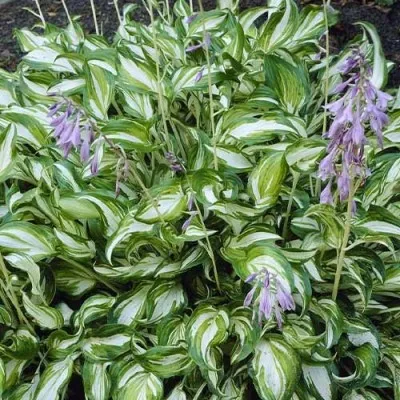 Хоста Undulata Univittata фото