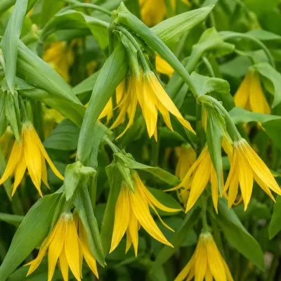 Увулярия Grandiflora фото