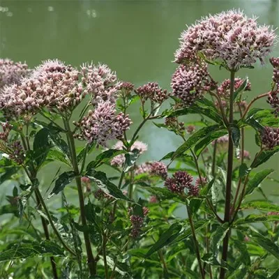Валериана Officinalis фото