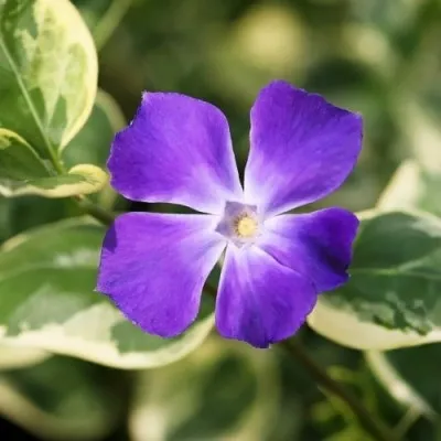 Барвинок Variegata фото