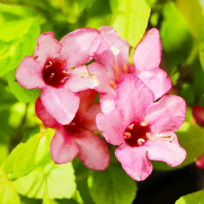 Вейгела Picobella Rosa фото