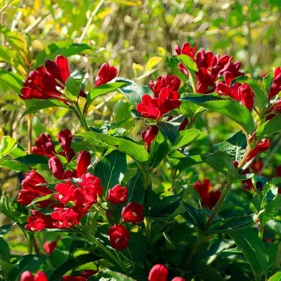 Вейгела Cherry Love фото