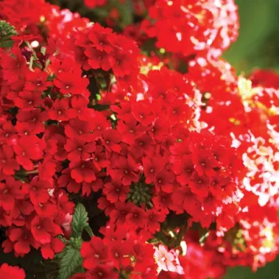 Вербена Estrella Voodoo Red фото