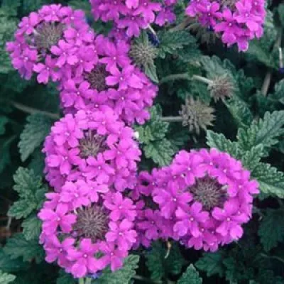 Вербена Homestead Purple фото