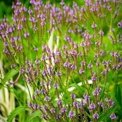 Вербена Blue Spires фото