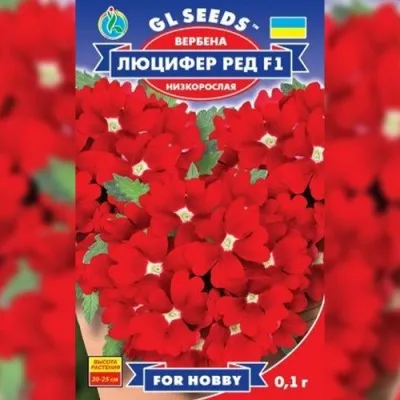Вербена Люцифер фото