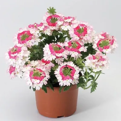Вербена Twister Pink фото
