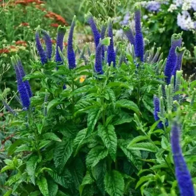 Вероника Sunny Border Blue фото