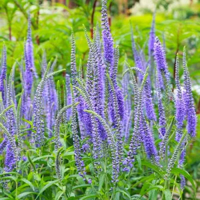 Вероника Blauriesin фото