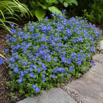 Вероника Georgia Blue фото