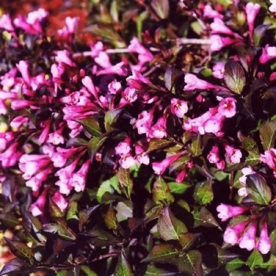 Вейгела Nana Purpurea фото