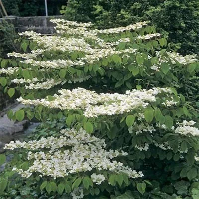 Калина Lanarth фото