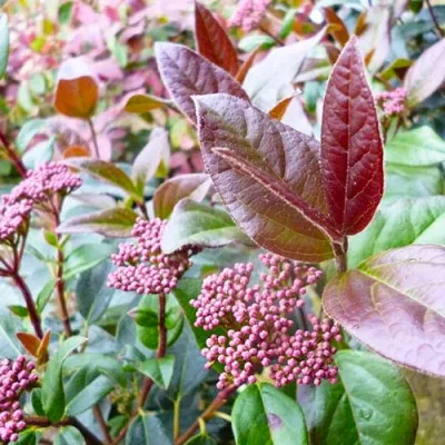 Калина лавролистная Purpureum фото