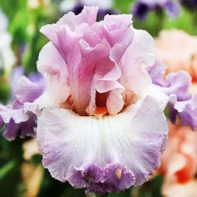 Ирис Vienna Waltz фото