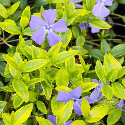 Барвинок Argenteovariegata фото