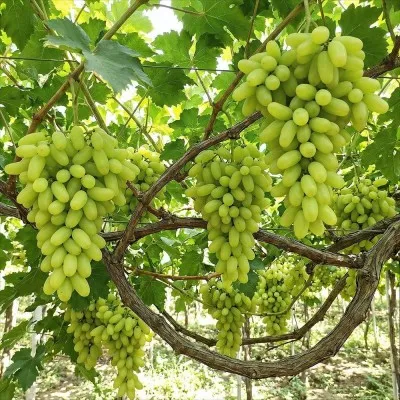 Виноград Кишмиш Ламборджини фото