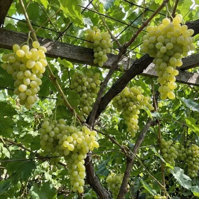 Виноград Мускат Медовый фото