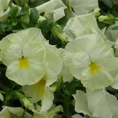 Фиалка Matrix Primrose фото
