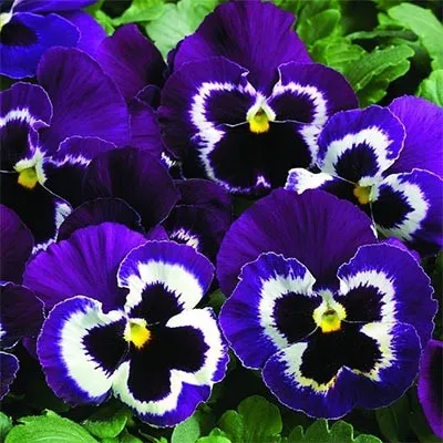 Фиалка Karma Violet with Face фото