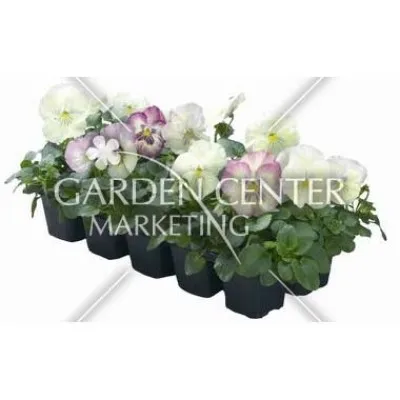 Фиалка Viking Northern Lights фото