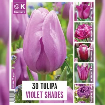 Тюльпаны Violet Shades (Брендовые луковицы KAPITEYN®) фото