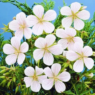 Герань Kashmir White фото