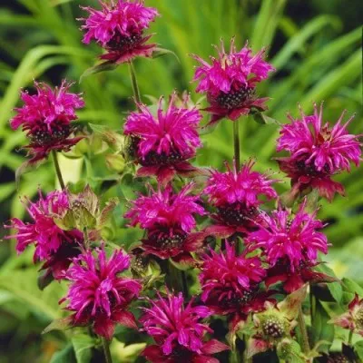 Монарда Scorpion фото
