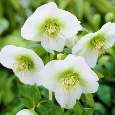 Морозник White Lady фото